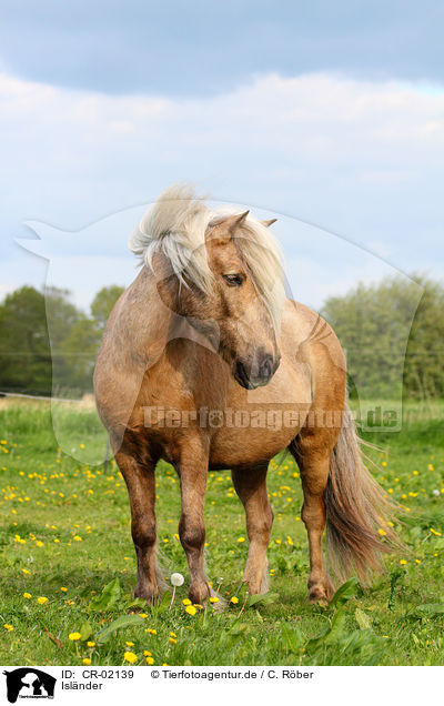 Islnder / Icelandic horse / CR-02139