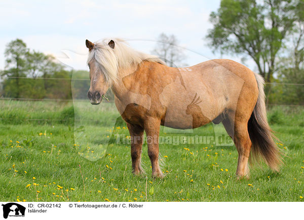 Islnder / Icelandic horse / CR-02142
