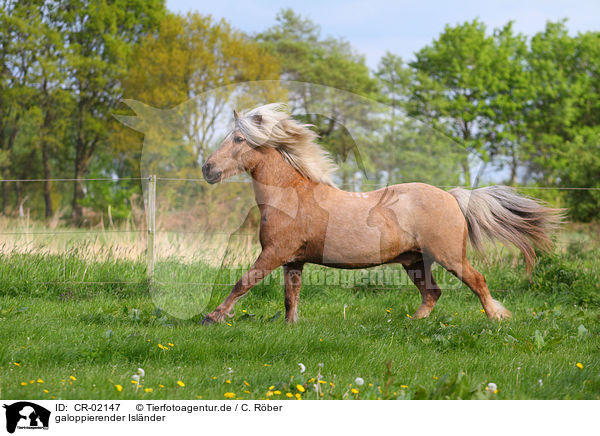 galoppierender Islnder / galloping Icelandic horse / CR-02147