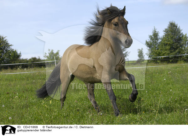 galoppierender Islnder / galloping Icelandic horse / CD-01868