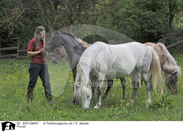 Ponys / Ponies / SST-08807