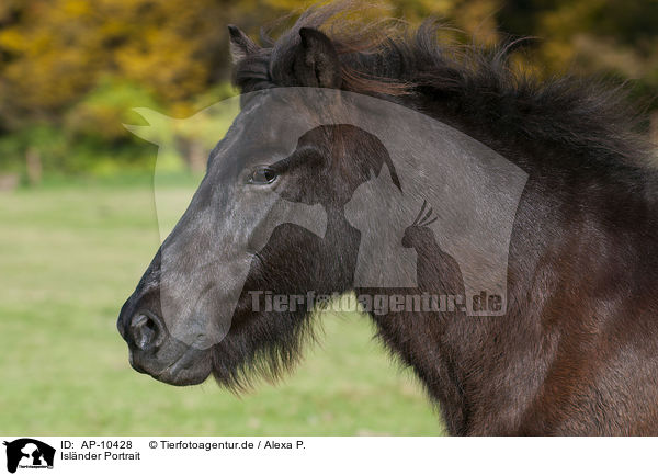 Islnder Portrait / Icelandic horse portrait / AP-10428