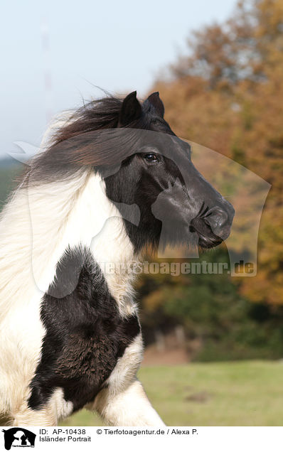 Islnder Portrait / Icelandic horse portrait / AP-10438