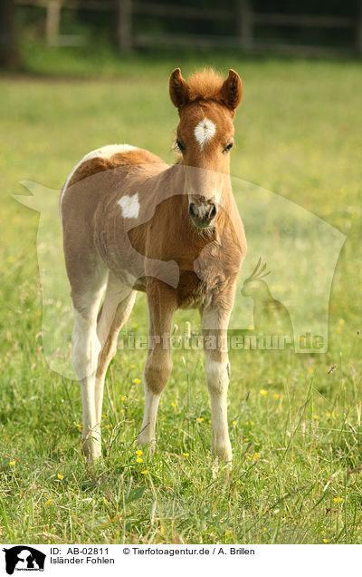 Ab Islander Fohlen Bilder Stockbilder Kaufen Professionell Pferde Fohlen Pferde Portfolios Tierfotoagentur Bildagentur Mit Spezialisierung Auf Tierbilder Und Tierfotos