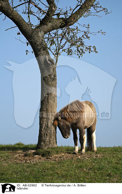 Islnder / Icelandic horse / AB-02962