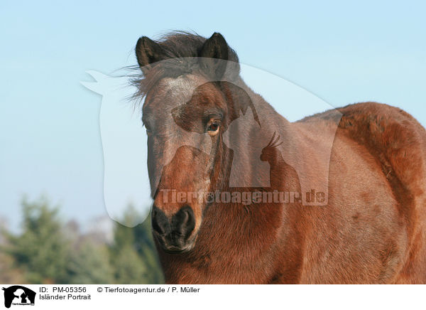 Islnder Portrait / Icelandic horse Portrait / PM-05356