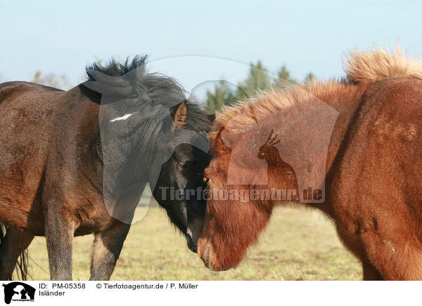Islnder / Icelandic horses / PM-05358