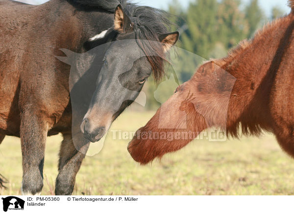 Islnder / Icelandic horses / PM-05360