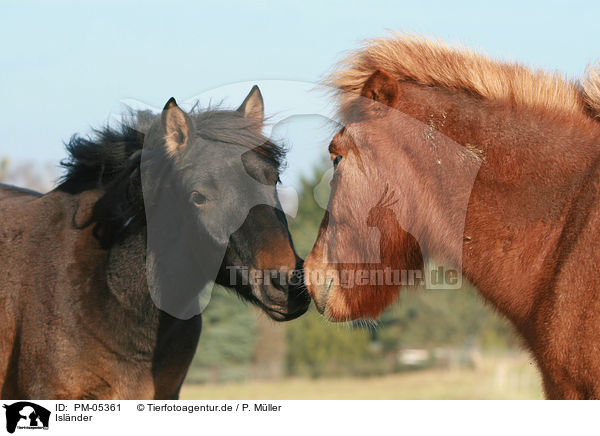 Islnder / Icelandic horses / PM-05361