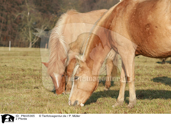 2 Pferde / 2 horses / PM-05365