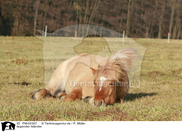liegender Islnder / lying Icelandic horse / PM-05367