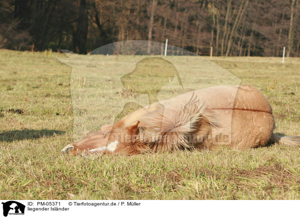 liegender Islnder / lying Icelandic horse / PM-05371