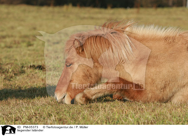 liegender Islnder / lying Icelandic horse / PM-05373