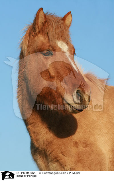 Islnder Portrait / Icelandic horse Portrait / PM-05382