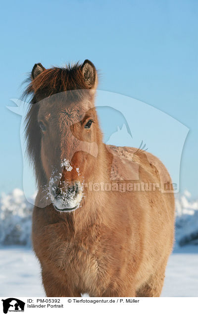 Islnder Portrait / Icelandic horse Portrait / PM-05392