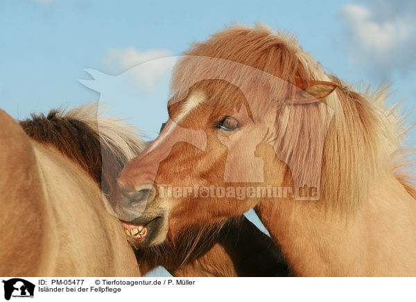 Islnder bei der Fellpflege / cleaning Icelandic horses / PM-05477