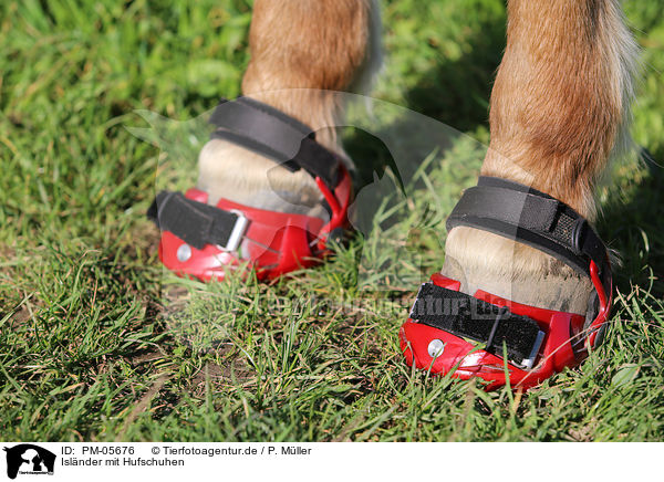 Islnder mit Hufschuhen / Icelandic horse with / PM-05676