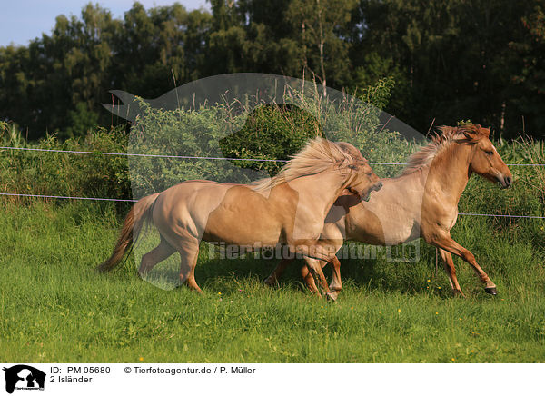2 Islnder / 2 Icelandic horses / PM-05680