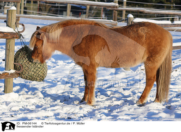 fressender Islnder / eating Icelandic horse / PM-06144