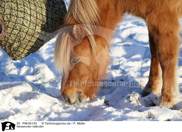 fressender Islnder / eating Icelandic horse / PM-06145