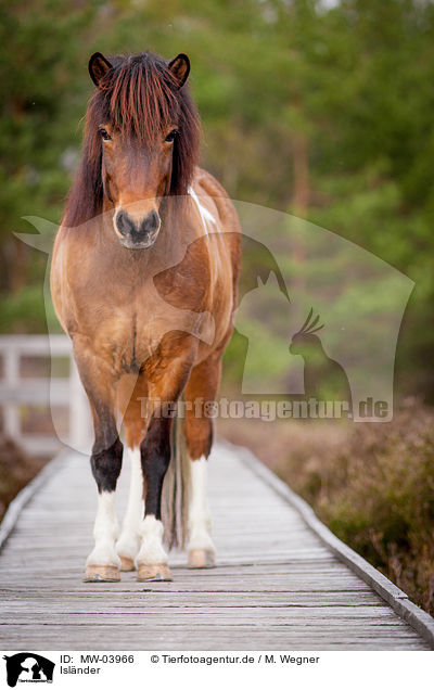 Islnder / Icelandic horse / MW-03966