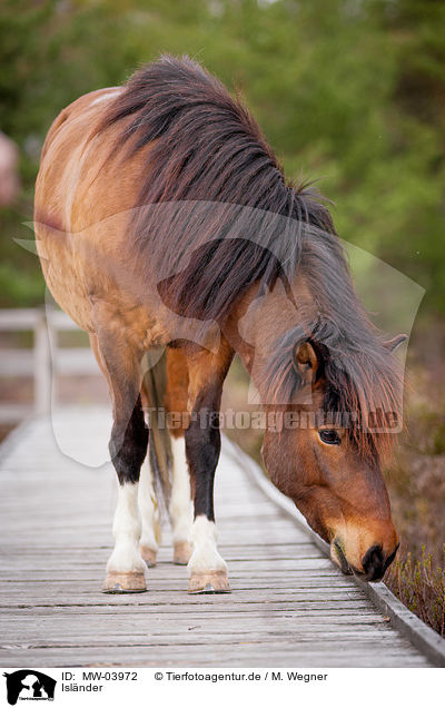 Islnder / Icelandic horse / MW-03972