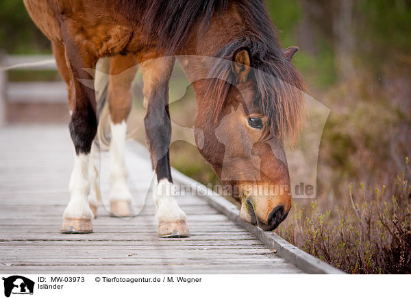 Islnder / Icelandic horse / MW-03973