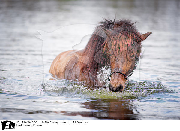 badender Islnder / bathing Icelandic horse / MW-04000