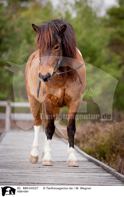 Islnder / Icelandic horse / MW-04027