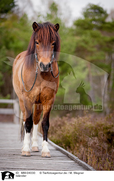 Islnder / Icelandic horse / MW-04030