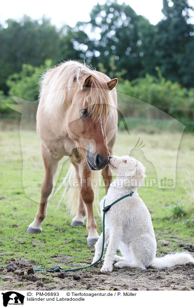 Islnder und Labradoodle / Icelandic Horse and Labradoodle / PM-06893