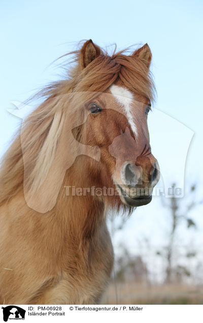 Islnder Portrait / Icelandic Horse Portrait / PM-06928