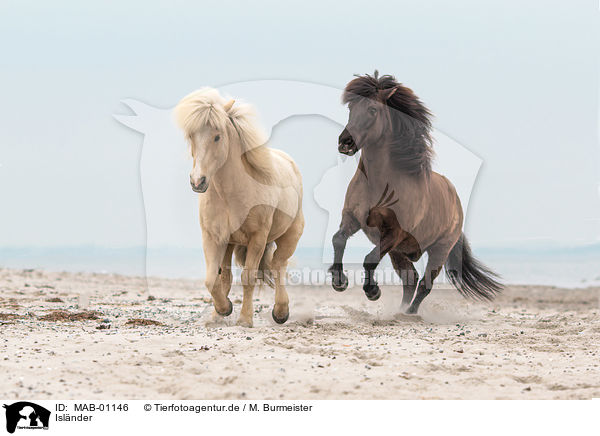 Islnder / Icelandic horses / MAB-01146
