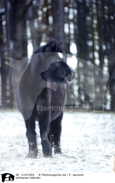 schwarzer Islnder / black icelandic horse / VJ-01304