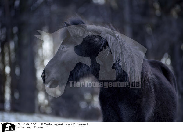 schwarzer Islnder / black icelandic horse / VJ-01306