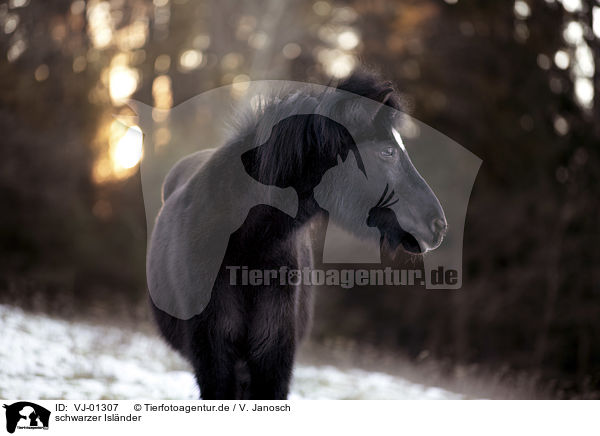 schwarzer Islnder / black icelandic horse / VJ-01307