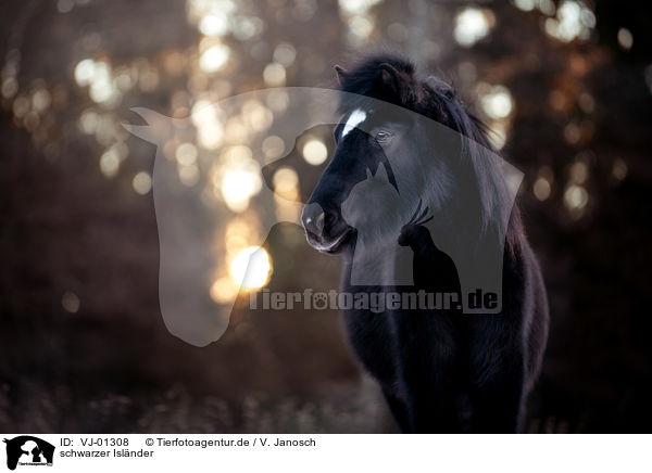 schwarzer Islnder / black icelandic horse / VJ-01308