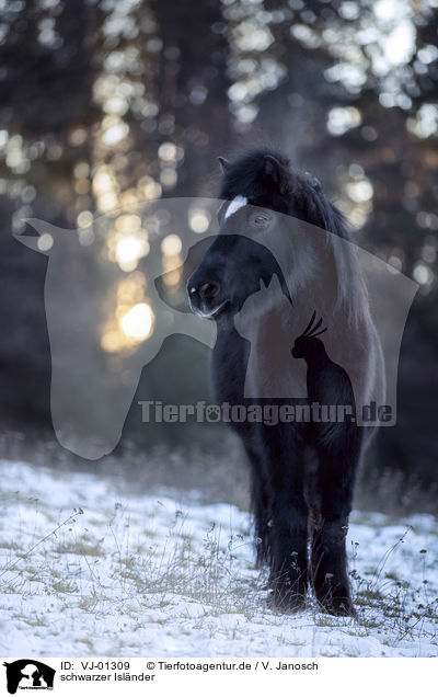 schwarzer Islnder / black icelandic horse / VJ-01309