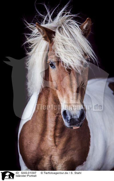 Islnder Portrait / Icelandic Horse portrait / SAS-01097