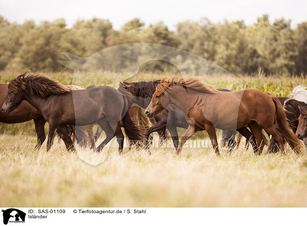 Islnder / Icelandic Horses / SAS-01109