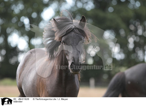Islnder / Icelandic Horse / JM-01926