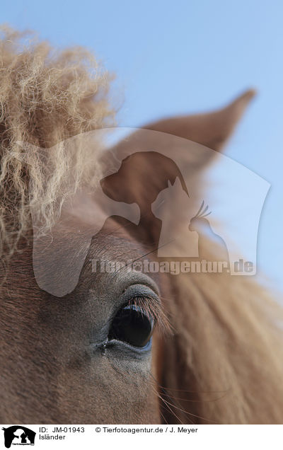 Islnder / Icelandic Horse / JM-01943