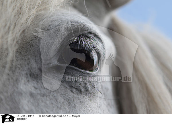 Islnder / Icelandic Horse / JM-01945
