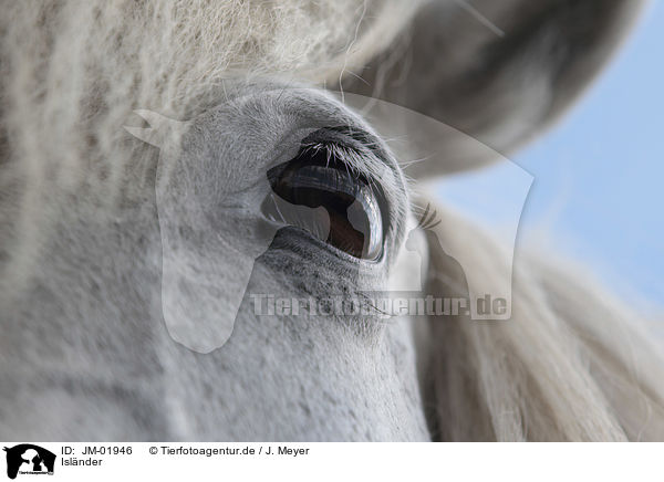 Islnder / Icelandic Horse / JM-01946