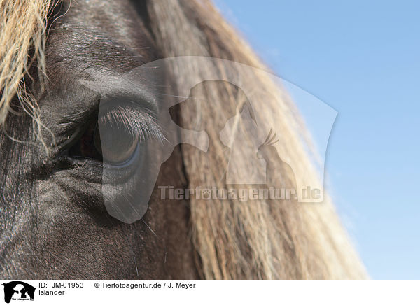 Islnder / Icelandic Horse / JM-01953