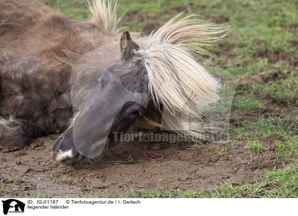 liegender Islnder / lying Icelandic Horse / IG-01187