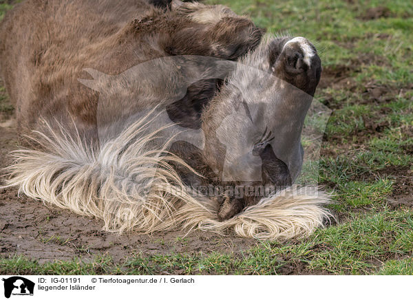 liegender Islnder / lying Icelandic Horse / IG-01191
