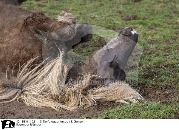 liegender Islnder / lying Icelandic Horse / IG-01192