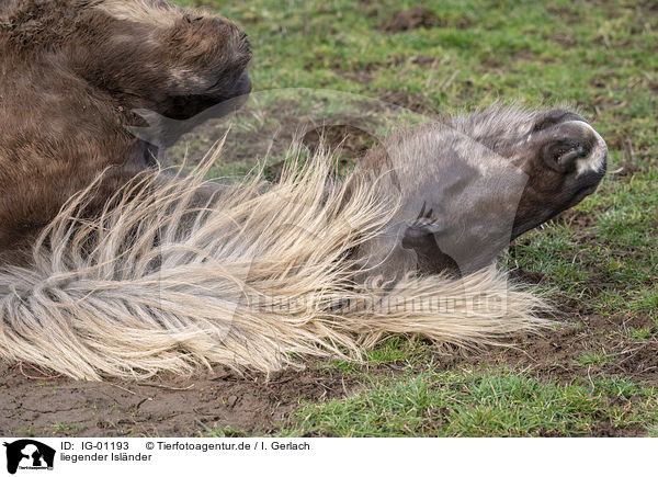 liegender Islnder / lying Icelandic Horse / IG-01193