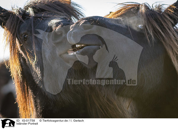 Islnder Portrait / Icelandic Horses portrait / IG-01758